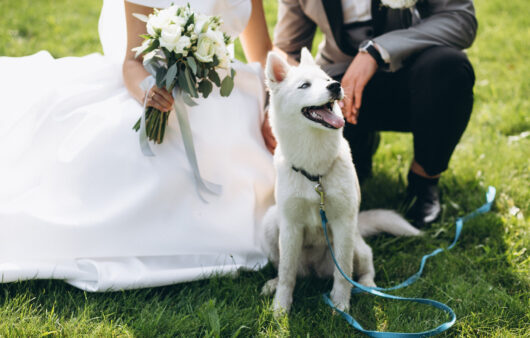 【フェア紹介】愛犬・ペットと一緒に自由に過ごす貸切ウェディング体験
