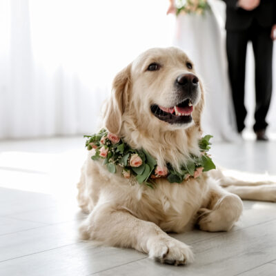 【ペット婚】一軒家邸宅を貸切って愛犬・ペットと一緒に叶える結婚式